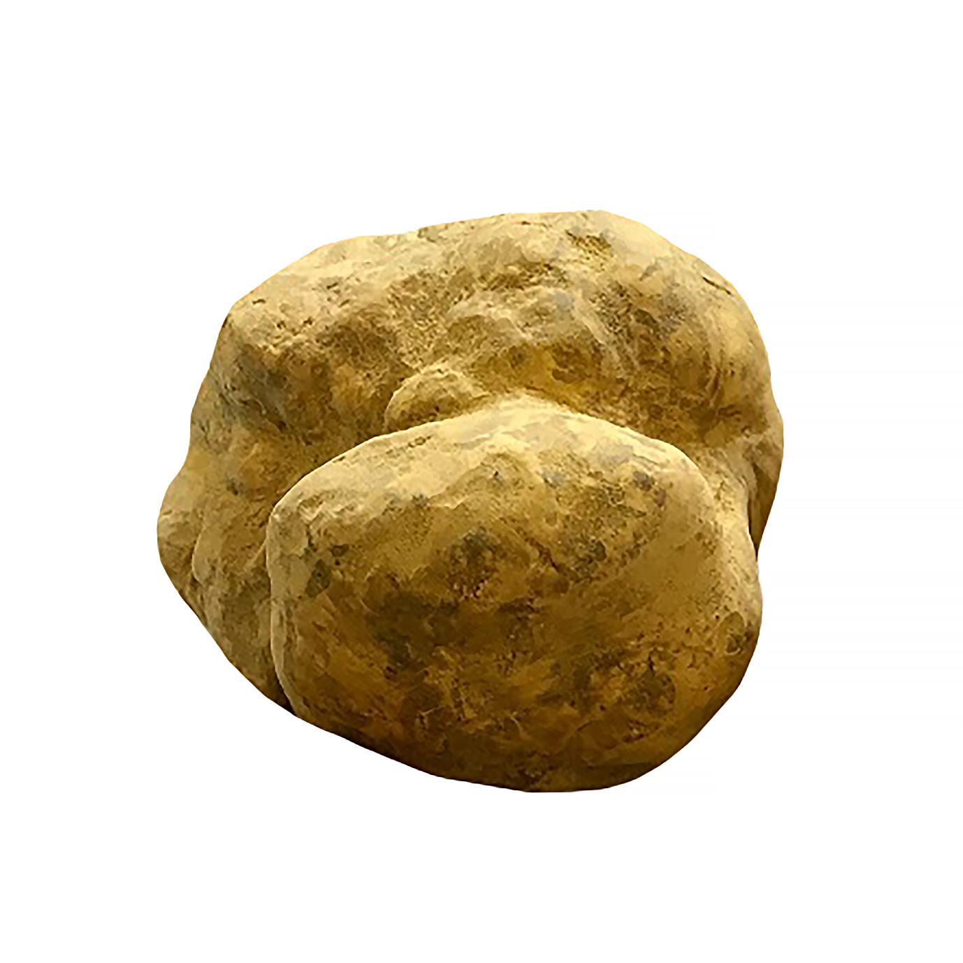 Tartufo Bianco Fresco - Tuber Magnatum Pico