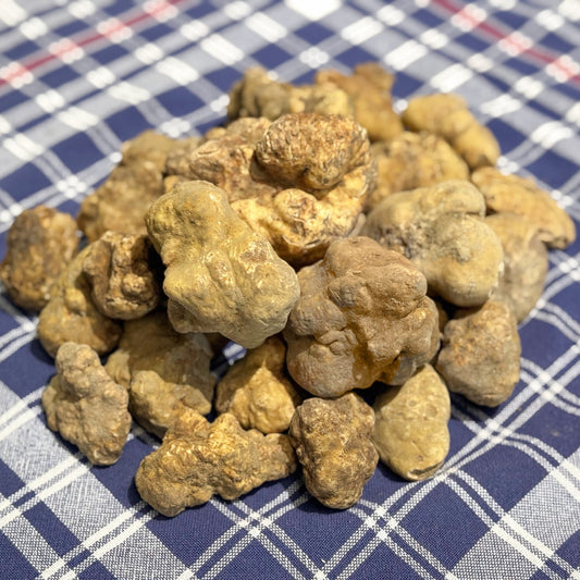 Tartufi bianchi pregiati freschi appena raccolti, Tuber magnatum Pico – Luna Nuova Tartufi