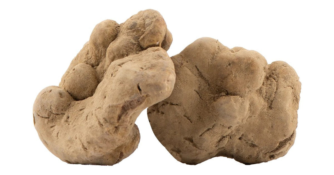 Tartufo bianco pregiato fresco (Tuber magnatum Pico) di Romagna e Marche — Luna Nuova Tartufi