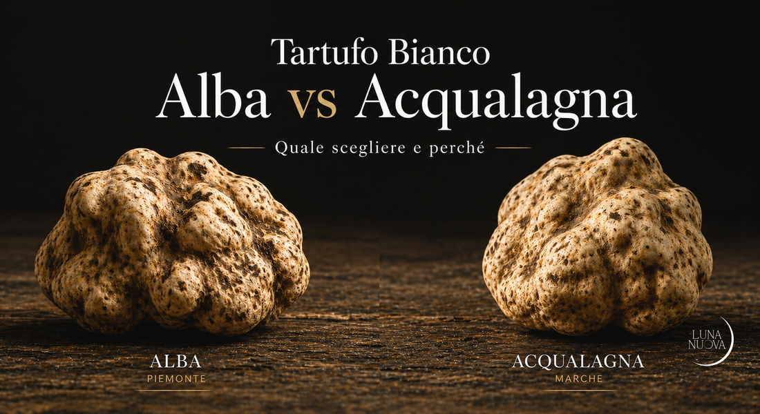 Tartufo bianco d'Alba vs Acqualagna: confronto qualità, aroma e prezzo