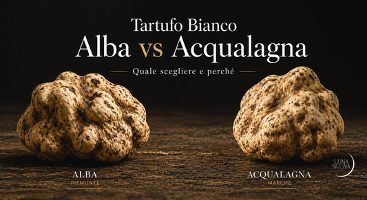 Tartufo bianco d'Alba vs Acqualagna: confronto qualità, aroma e prezzo