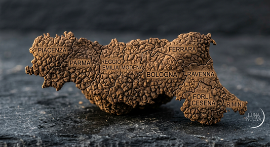 Raccolta del tartufo in Romagna: boschi collinari tra Rimini e Forlì con cavatori e lagotto romagnolo