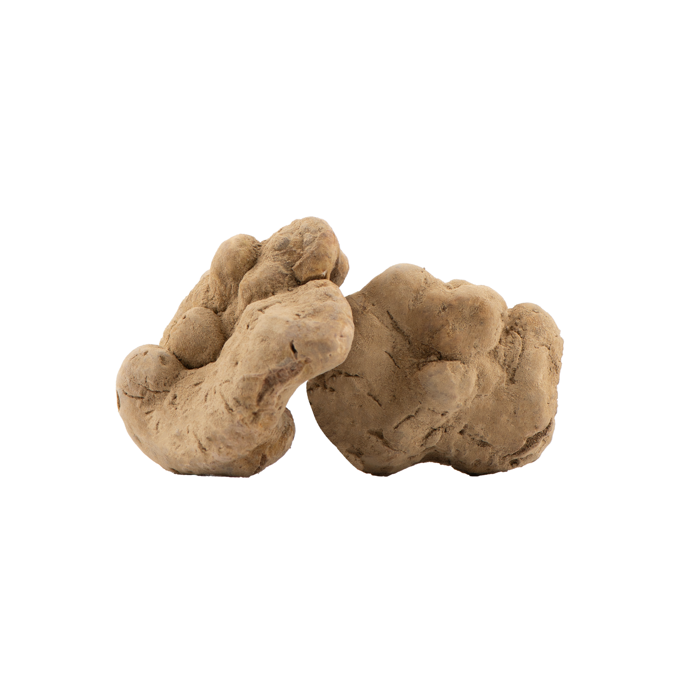 Tartufo Bianco Fresco - Tuber Magnatum Pico