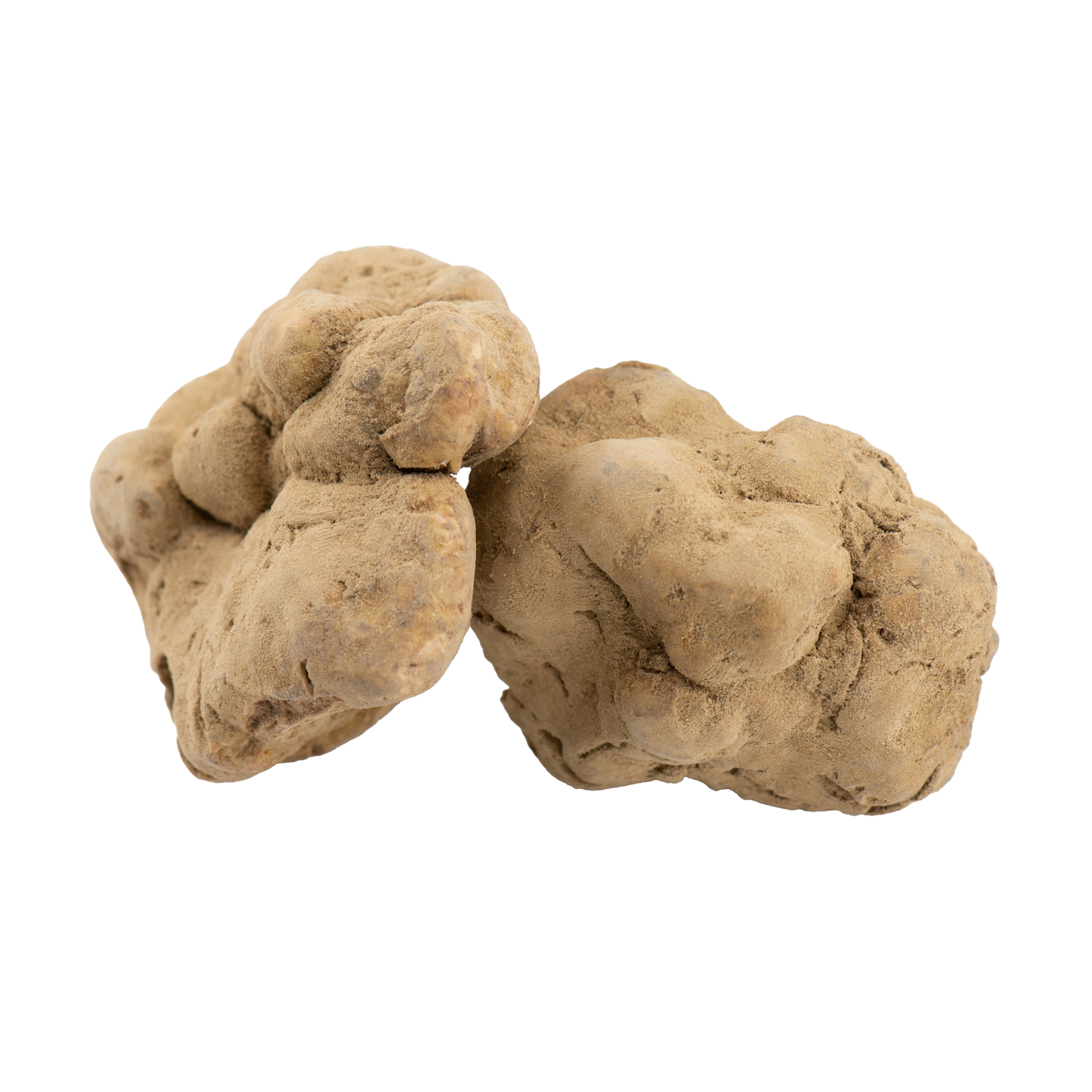 Tartufo Bianco Fresco - Tuber Magnatum Pico
