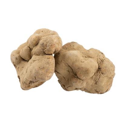 Tartufo Bianco Fresco - Tuber Magnatum Pico