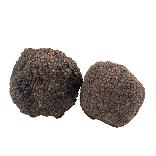 Tartufo Nero Invernale Fresco  – Tuber Uncinatum Chatin