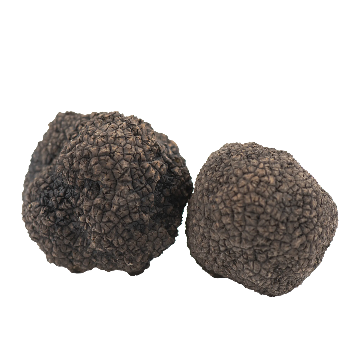 Tartufo Nero Uncinato Fresco Tuber uncinatum Chatin acquisto online – Luna Nuova Tartufi