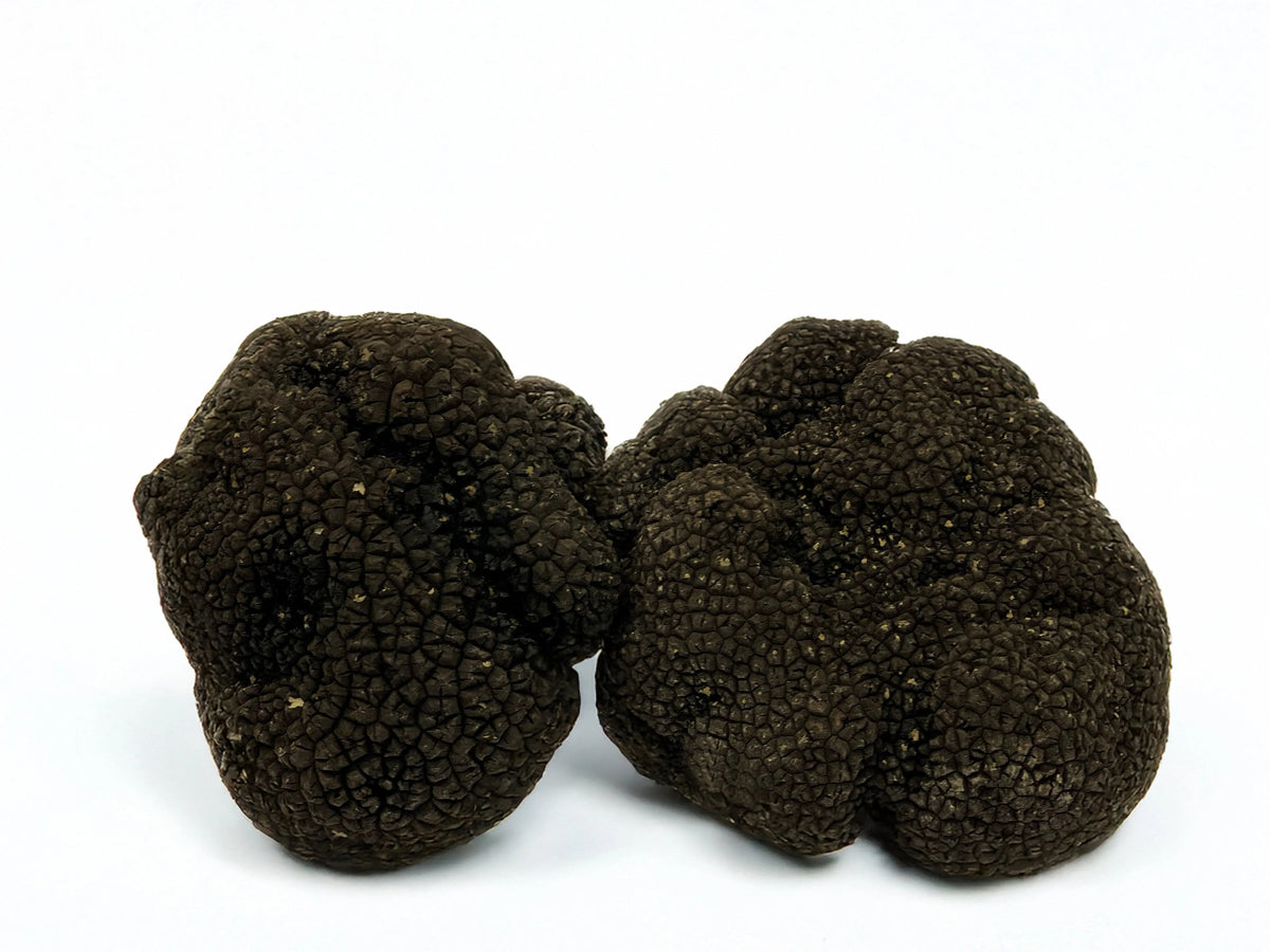 Tartufo Nero Estivo Fresco Scorzone Tuber aestivum Vittadini vendita online – Luna Nuova