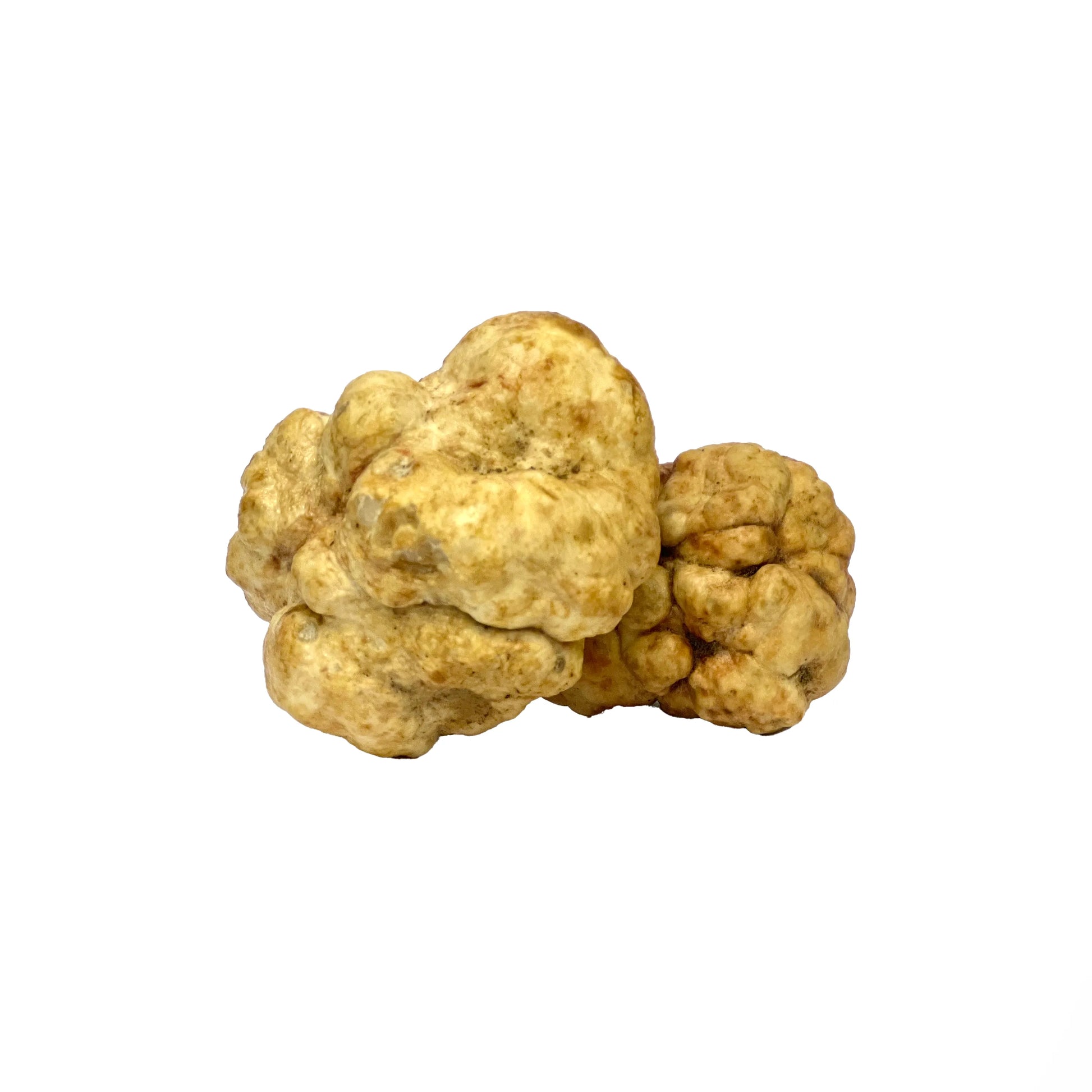 Tartufo Bianchetto Fresco Tuber borchii Marzuolo acquisto vendita online – Luna Nuova