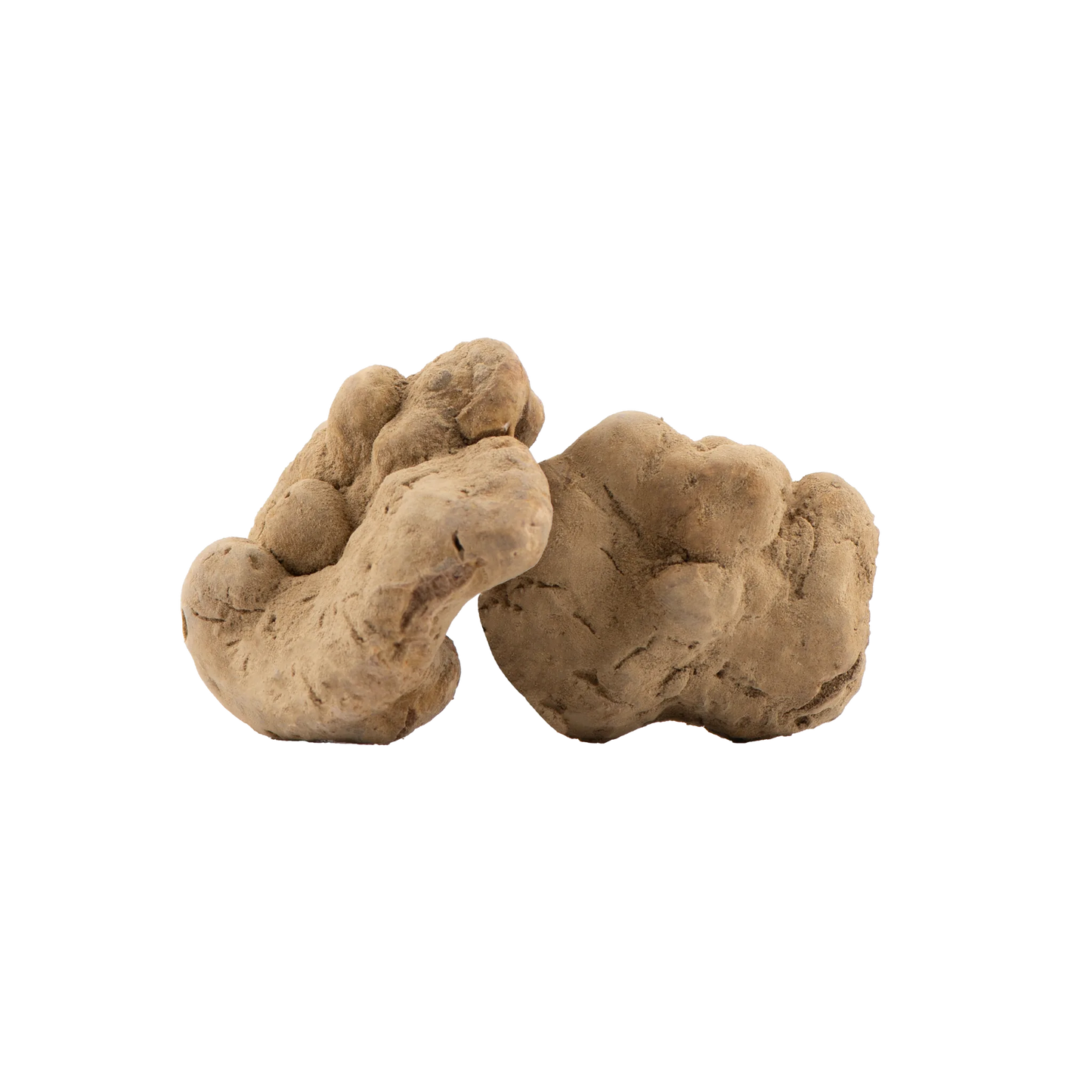 Tartufo Bianco Pregiato Fresco Tuber magnatum Pico acquisto online – Luna Nuova Tartufi