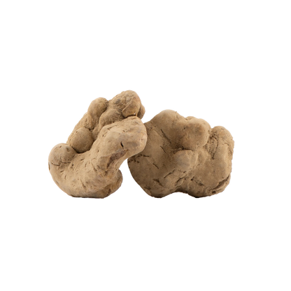 Tartufo Bianco Pregiato Fresco Tuber magnatum Pico acquisto online – Luna Nuova Tartufi
